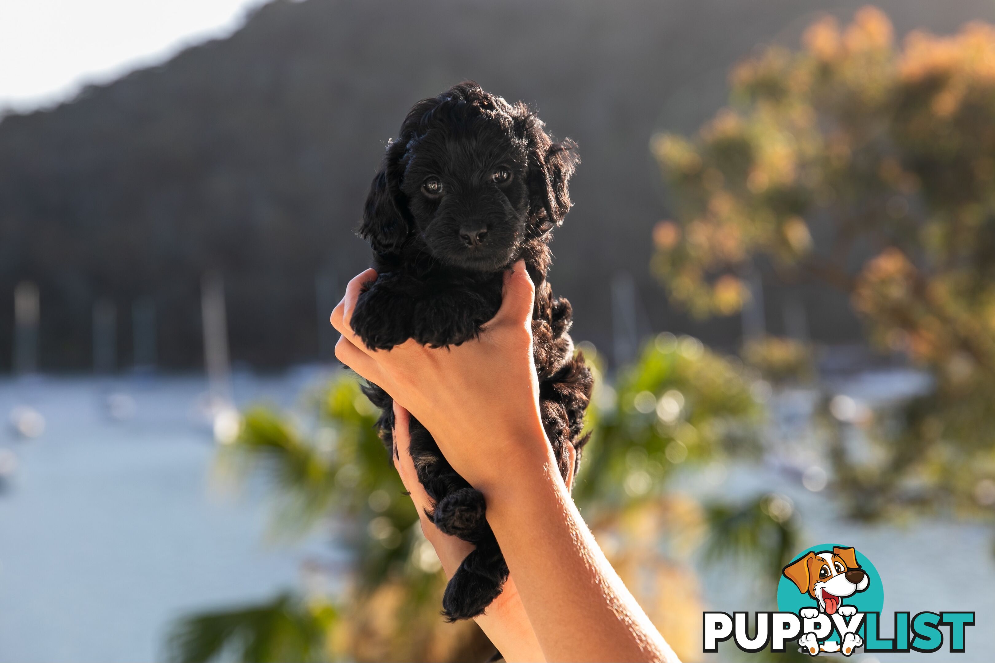 Cavoodle Pups! Healthy &amp; Happy