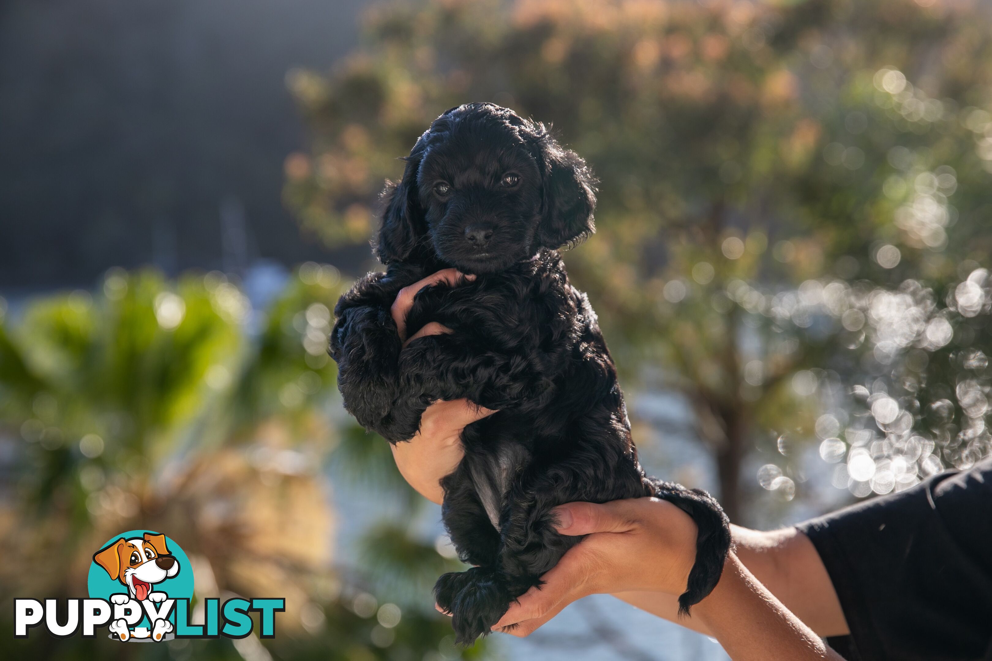 Cavoodle Pups! Healthy &amp; Happy