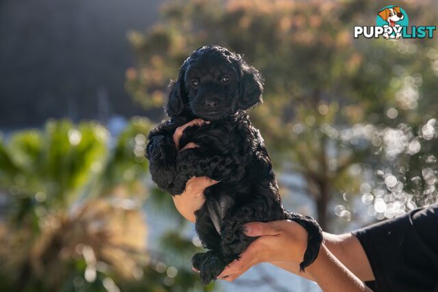 Cavoodle Pups! Healthy &amp; Happy