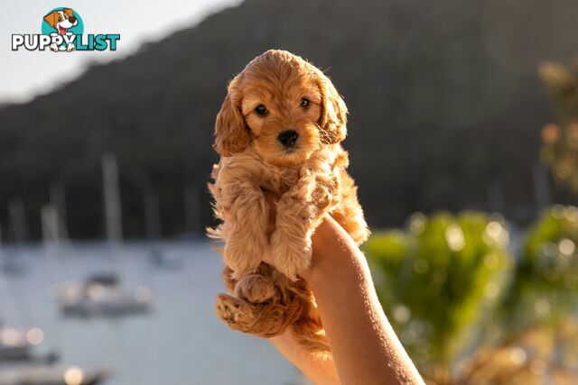 Cavoodle Pups! Healthy &amp; Happy