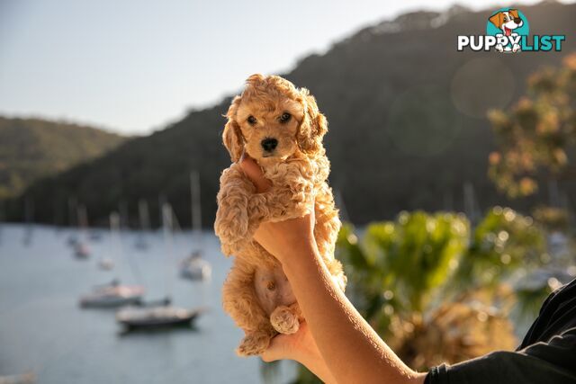 Cavoodle Pups! Healthy &amp; Happy