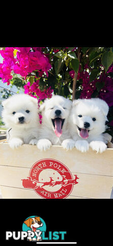 PURE BREED Japanese Spitz Puppies