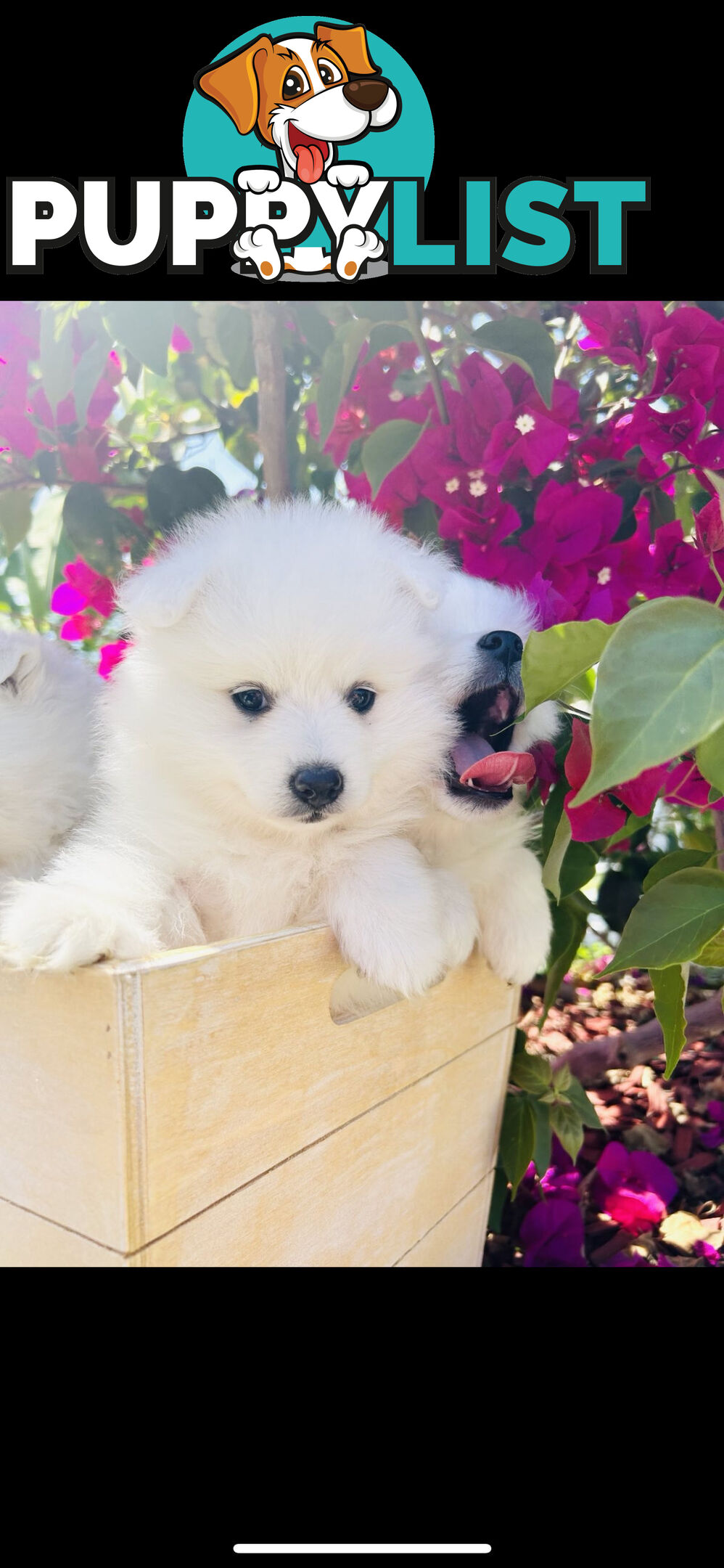 PURE BREED Japanese Spitz Puppies