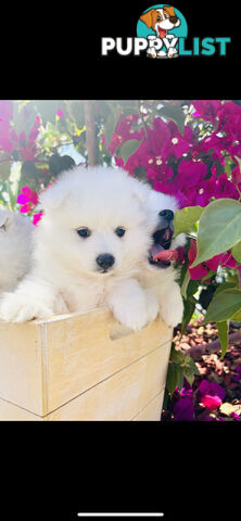 PURE BREED Japanese Spitz Puppies