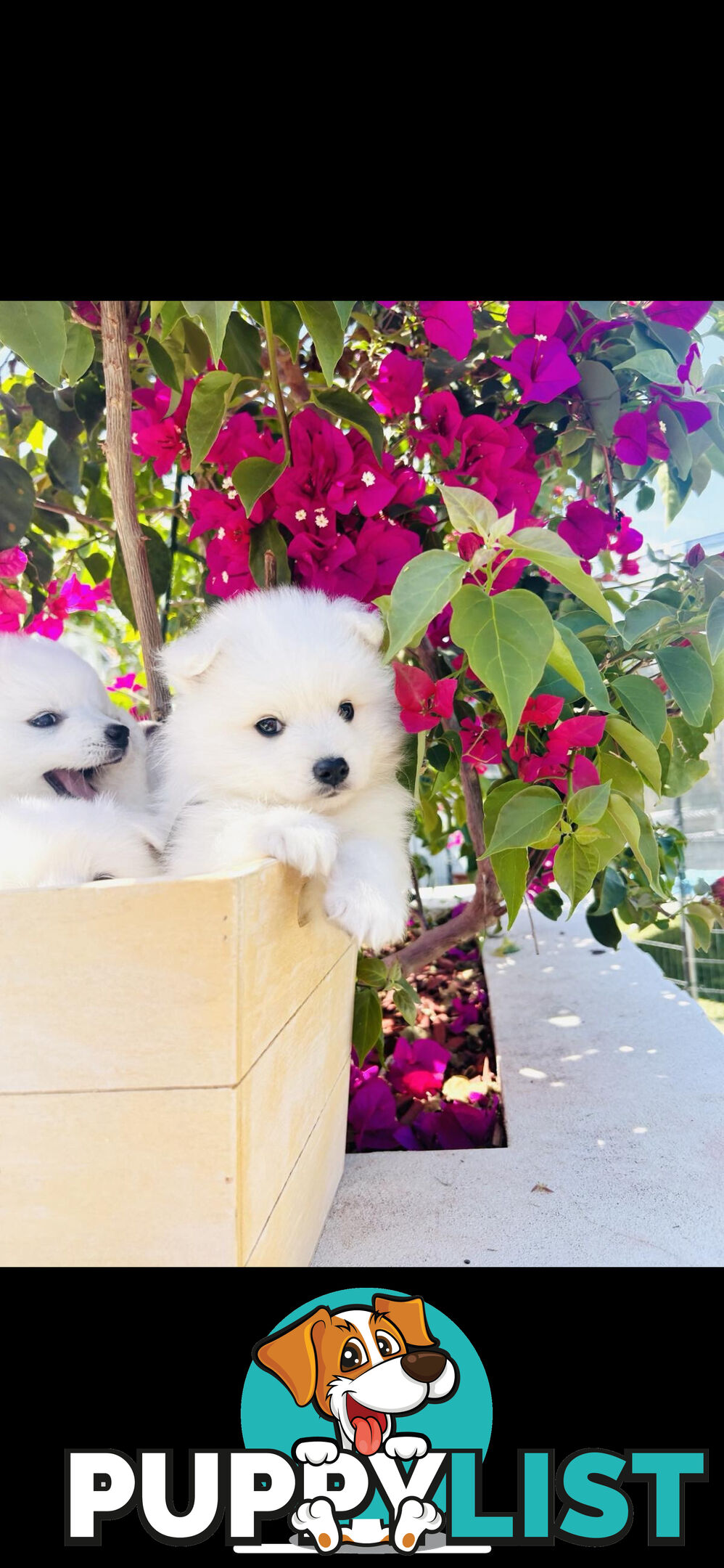 PURE BREED Japanese Spitz Puppies