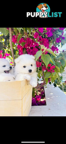 PURE BREED Japanese Spitz Puppies