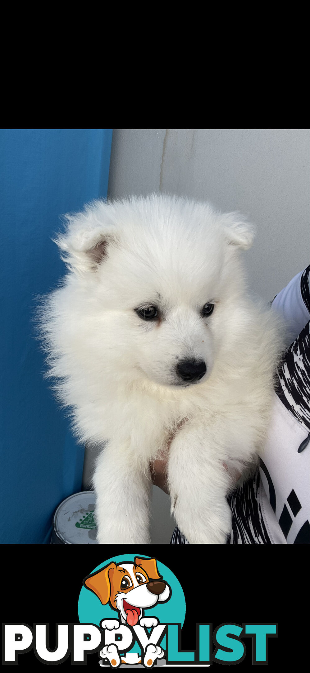 PURE BREED Japanese Spitz Puppies