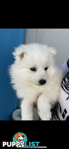 PURE BREED Japanese Spitz Puppies