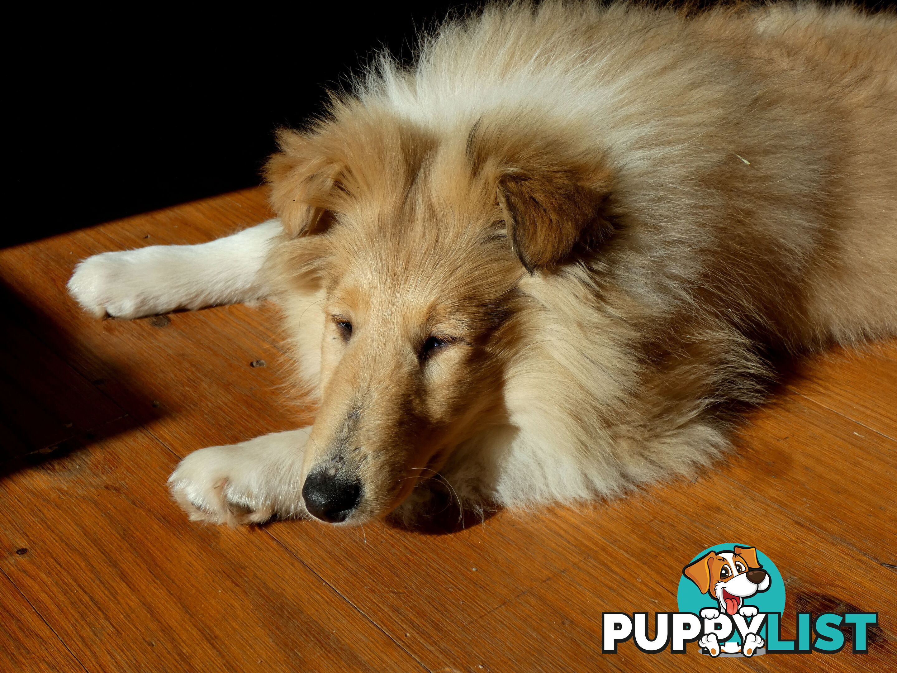 Female Rough Coat Collie