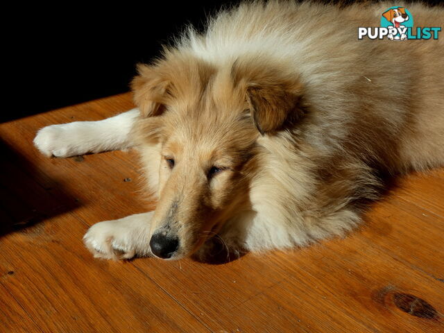 Female Rough Coat Collie