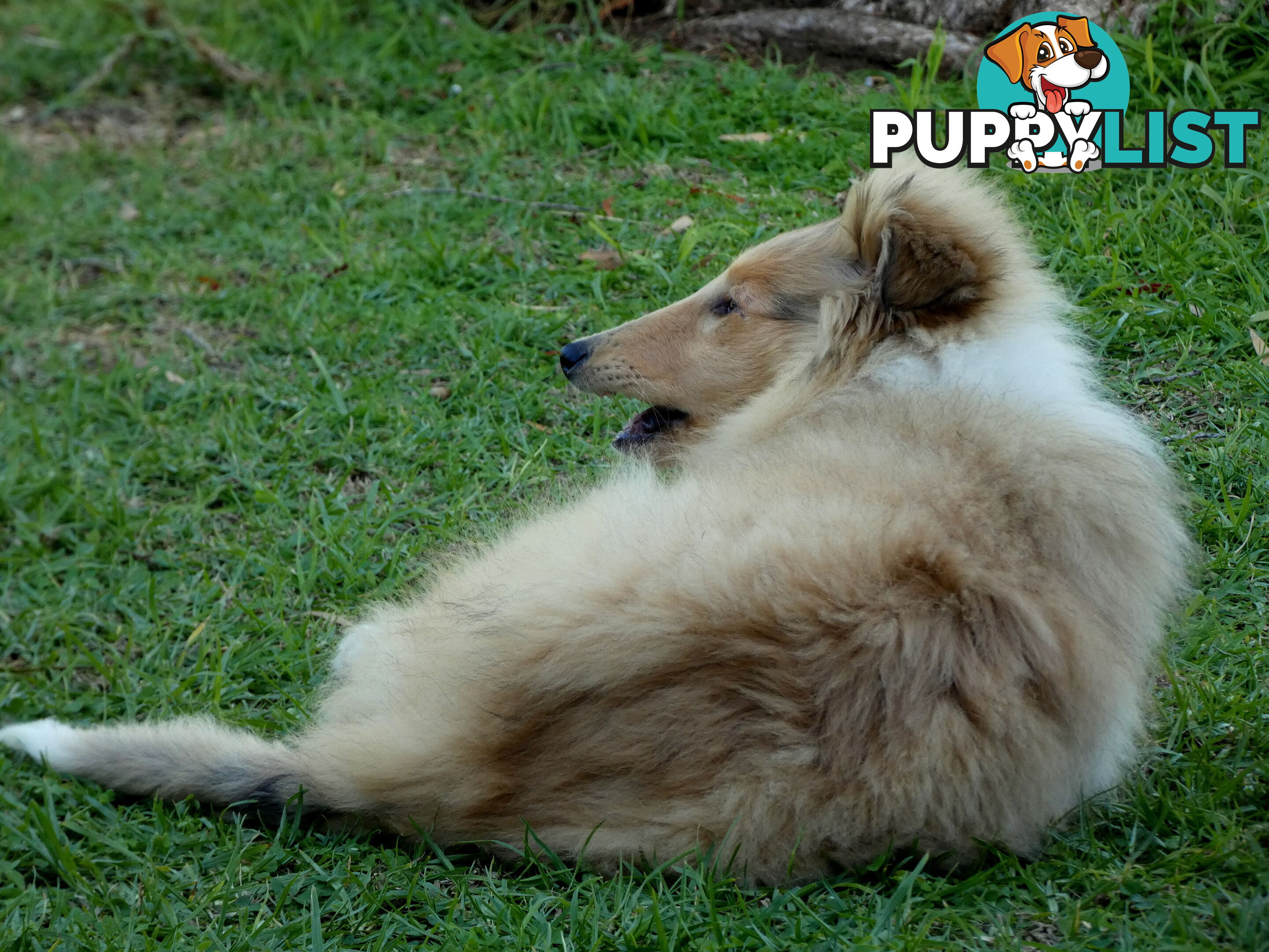 Female Rough Coat Collie