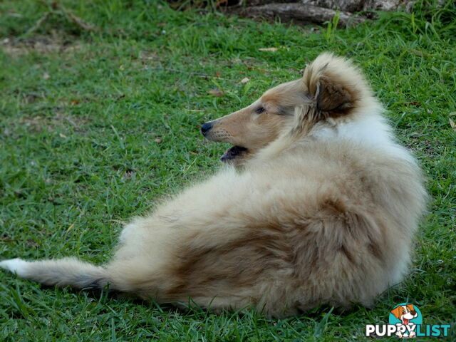 Female Rough Coat Collie