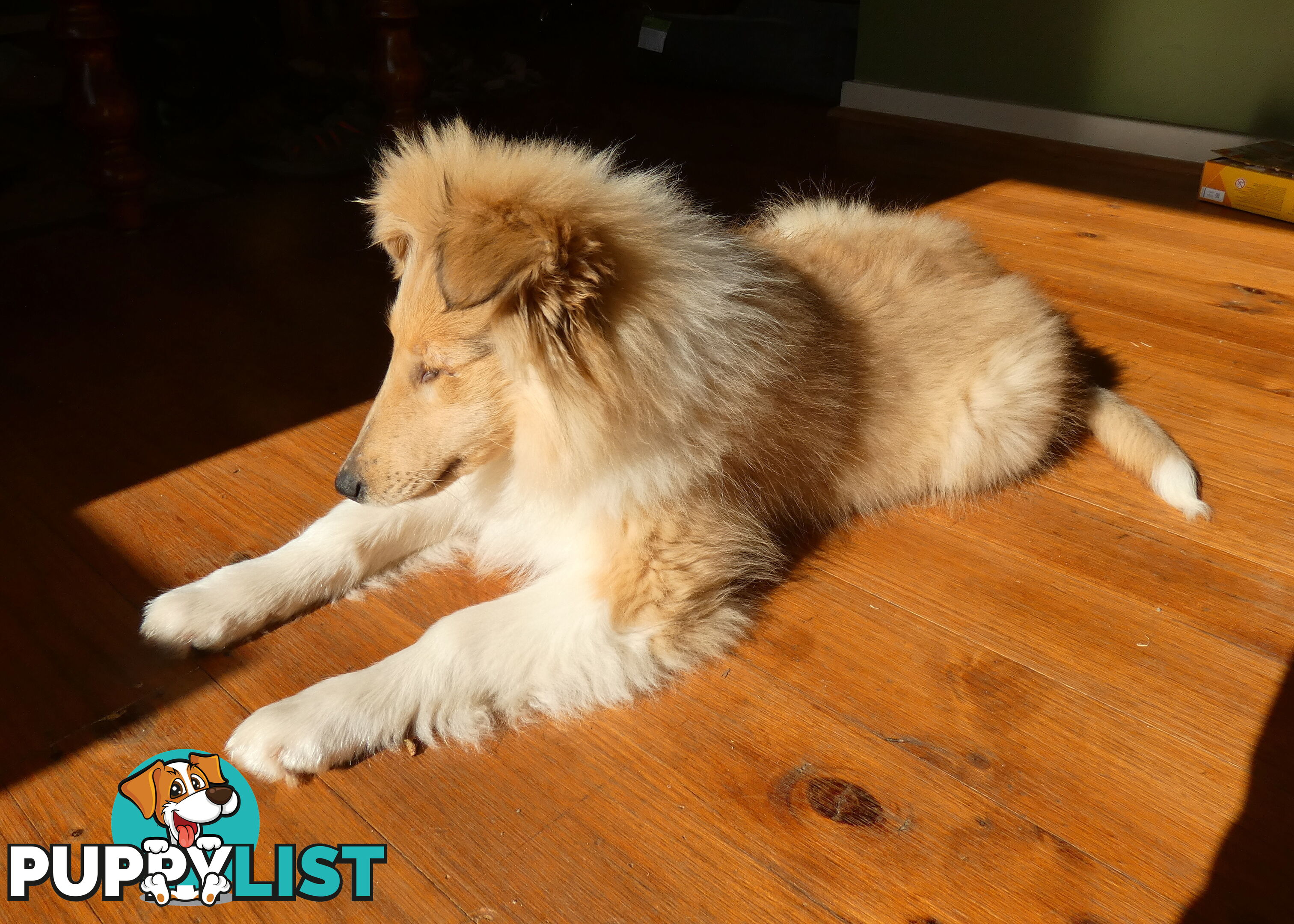 Female Rough Coat Collie