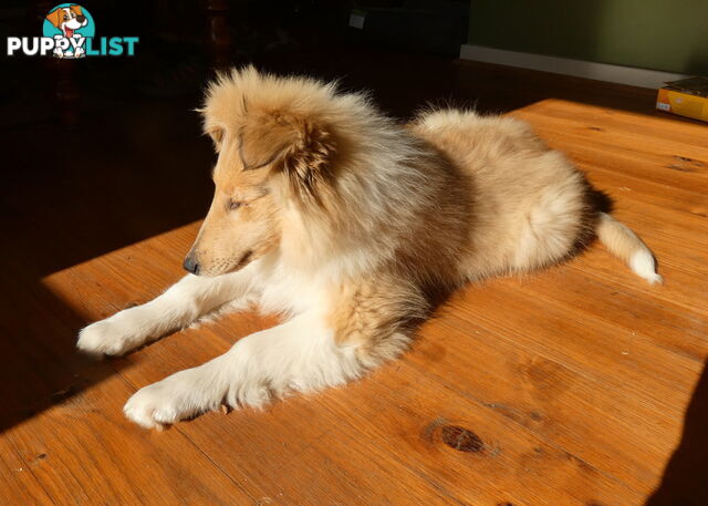 Female Rough Coat Collie
