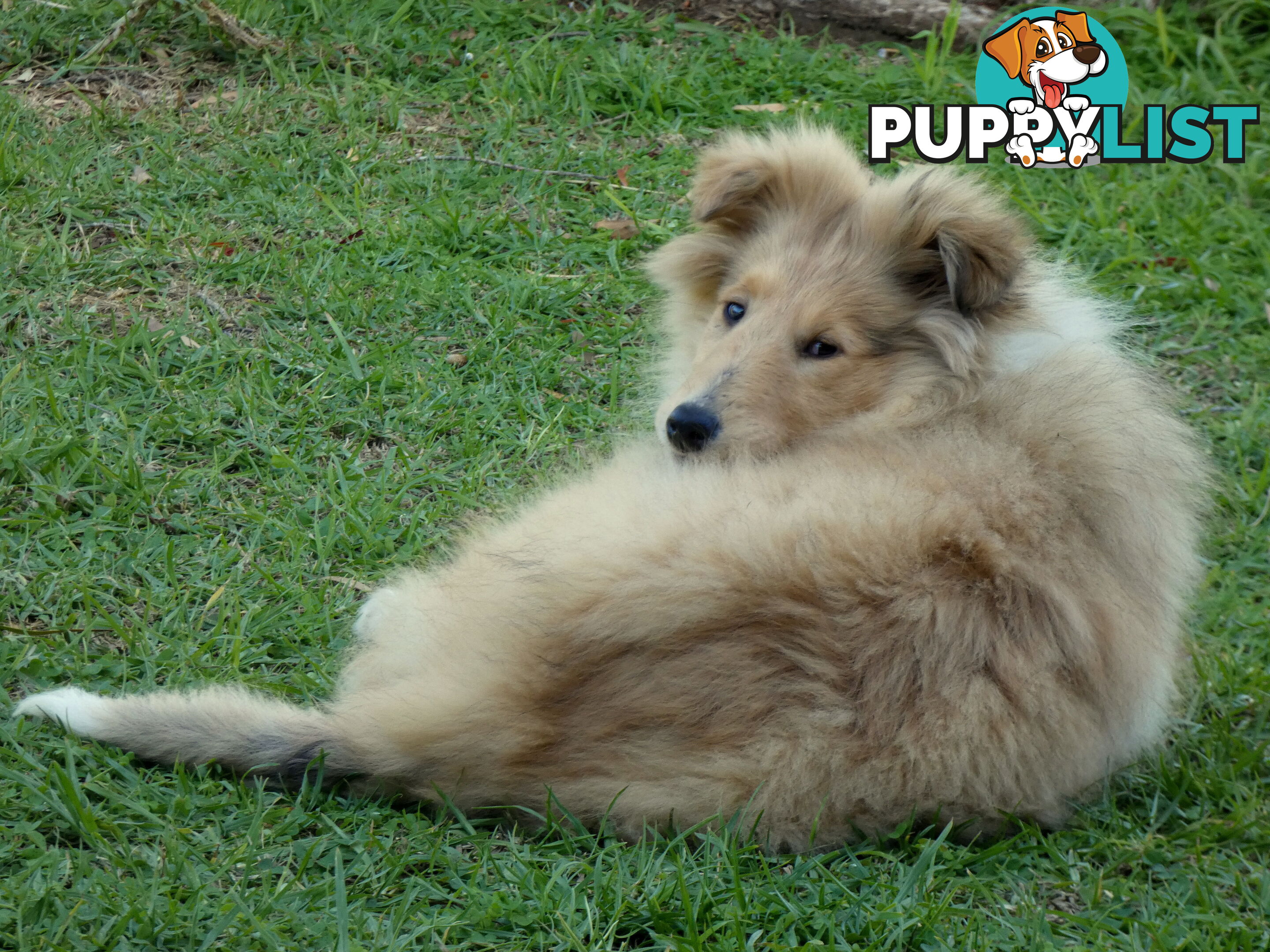 Female Rough Coat Collie