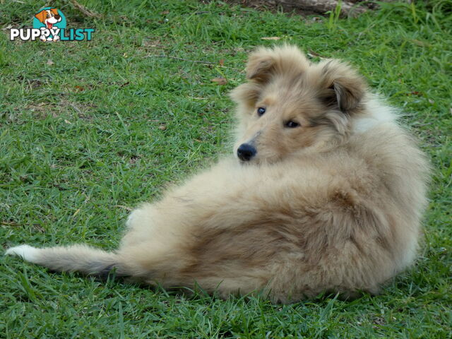 Female Rough Coat Collie