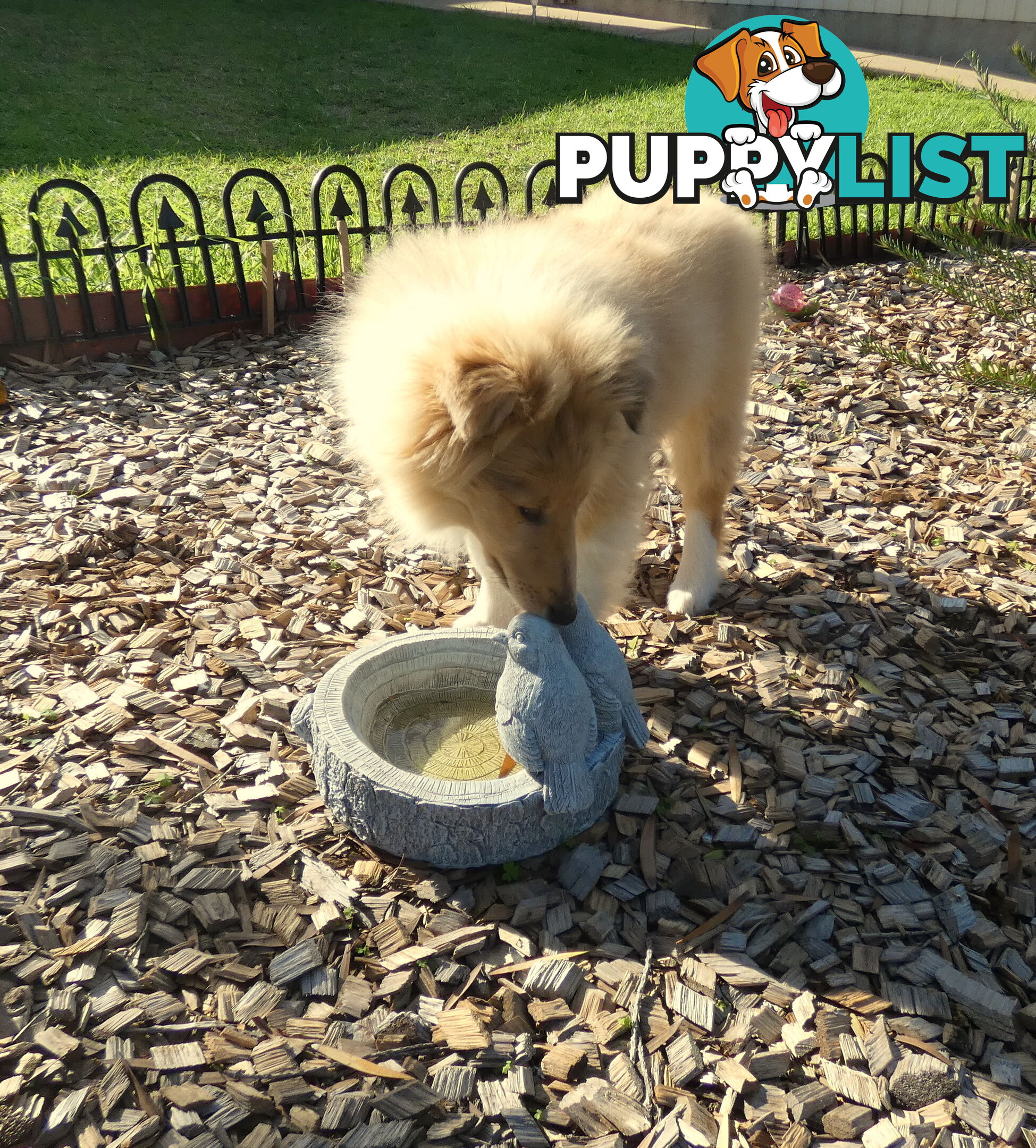 Female Rough Coat Collie