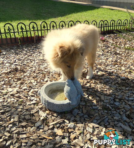 Female Rough Coat Collie