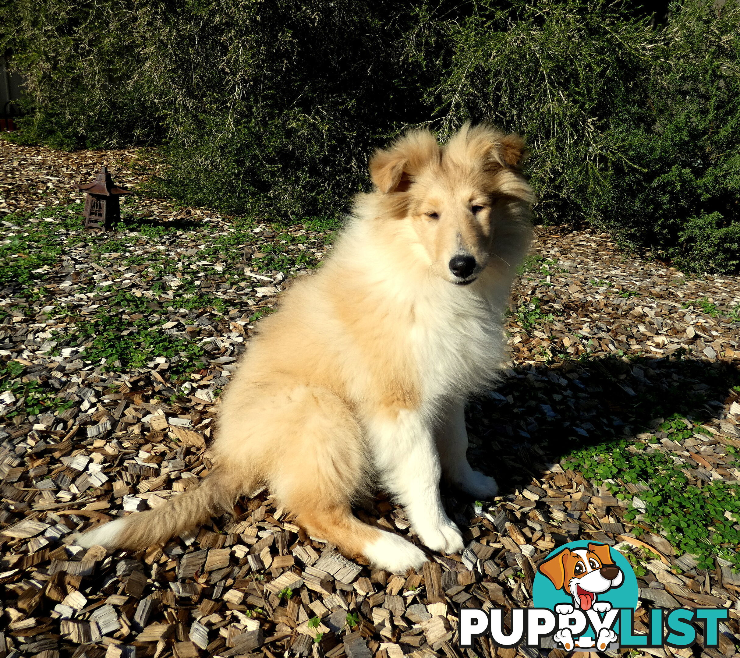 Female Rough Coat Collie