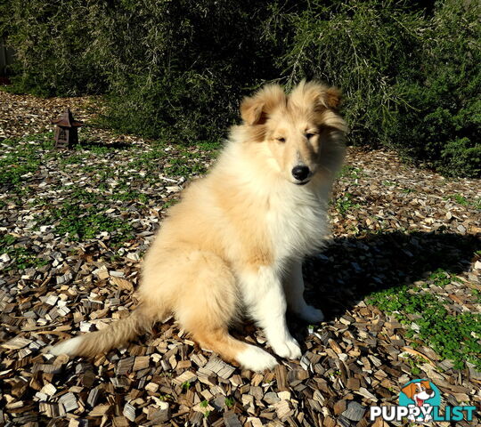 Female Rough Coat Collie