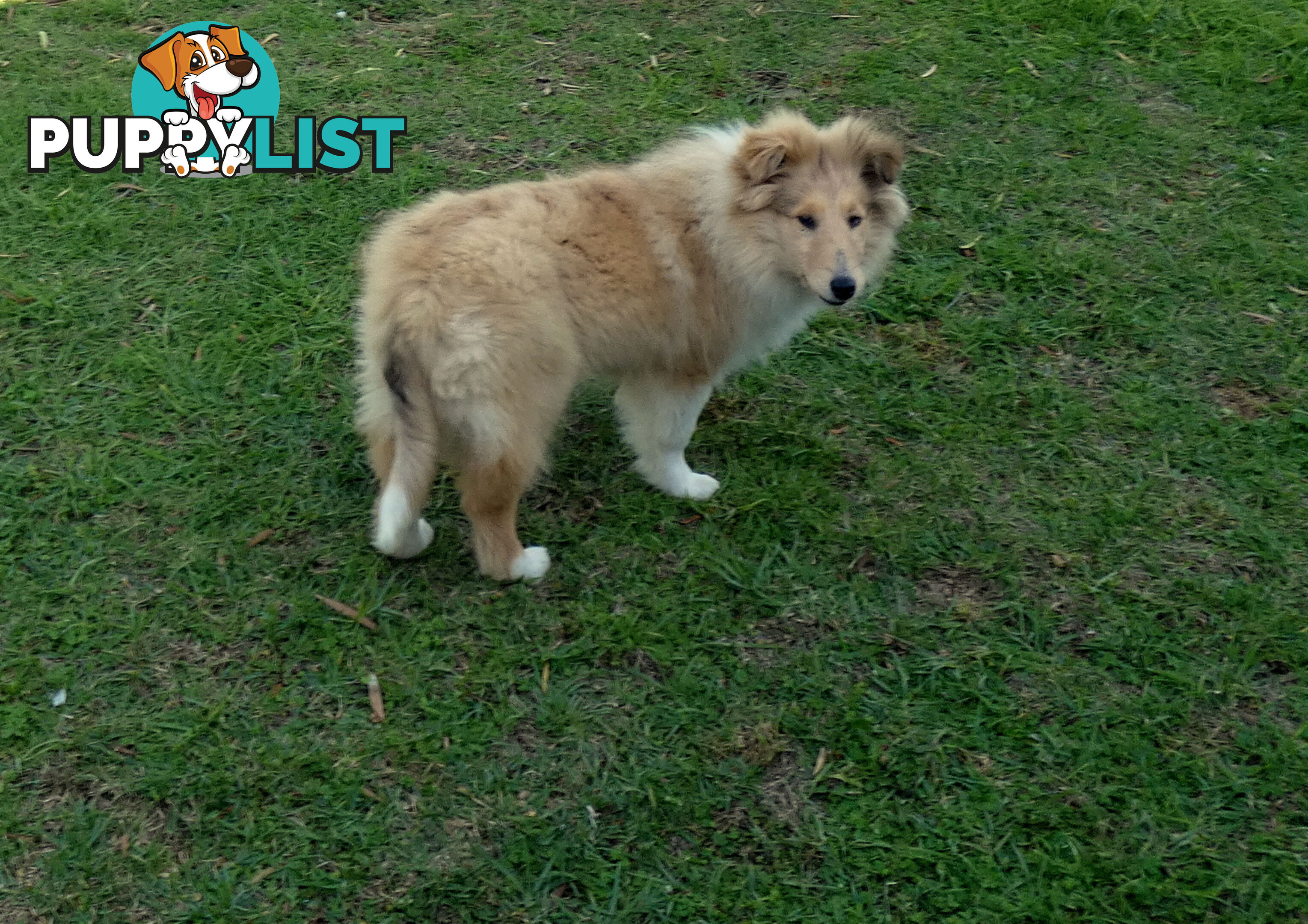 Female Rough Coat Collie