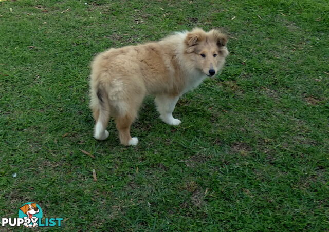 Female Rough Coat Collie