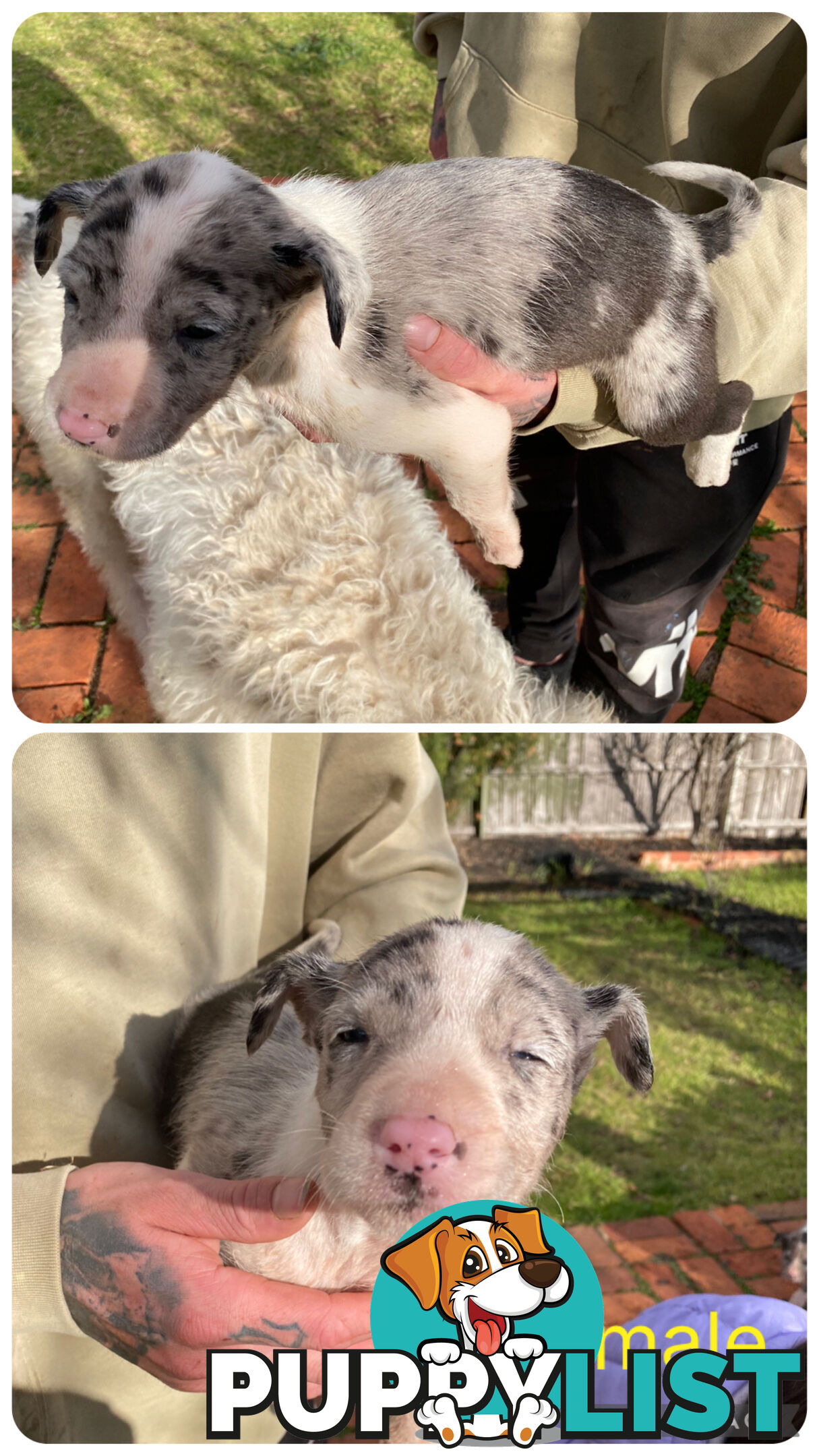 Catahoula x Bull Arab x Bully Stag puppies