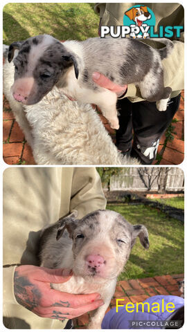 Catahoula x Bull Arab x Bully Stag puppies