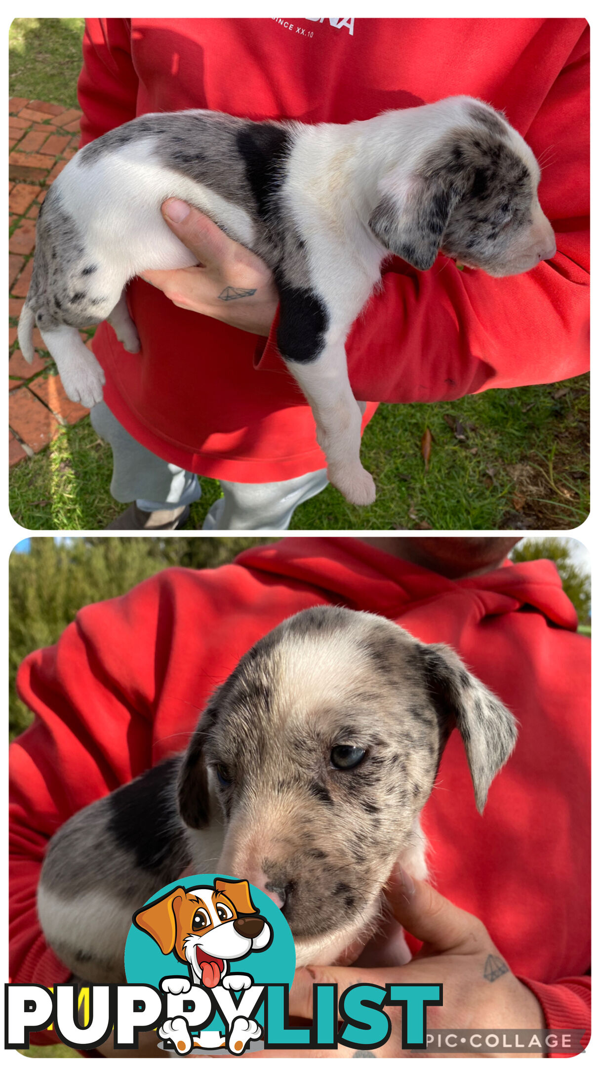 Catahoula x Bull Arab x Bully Stag puppies