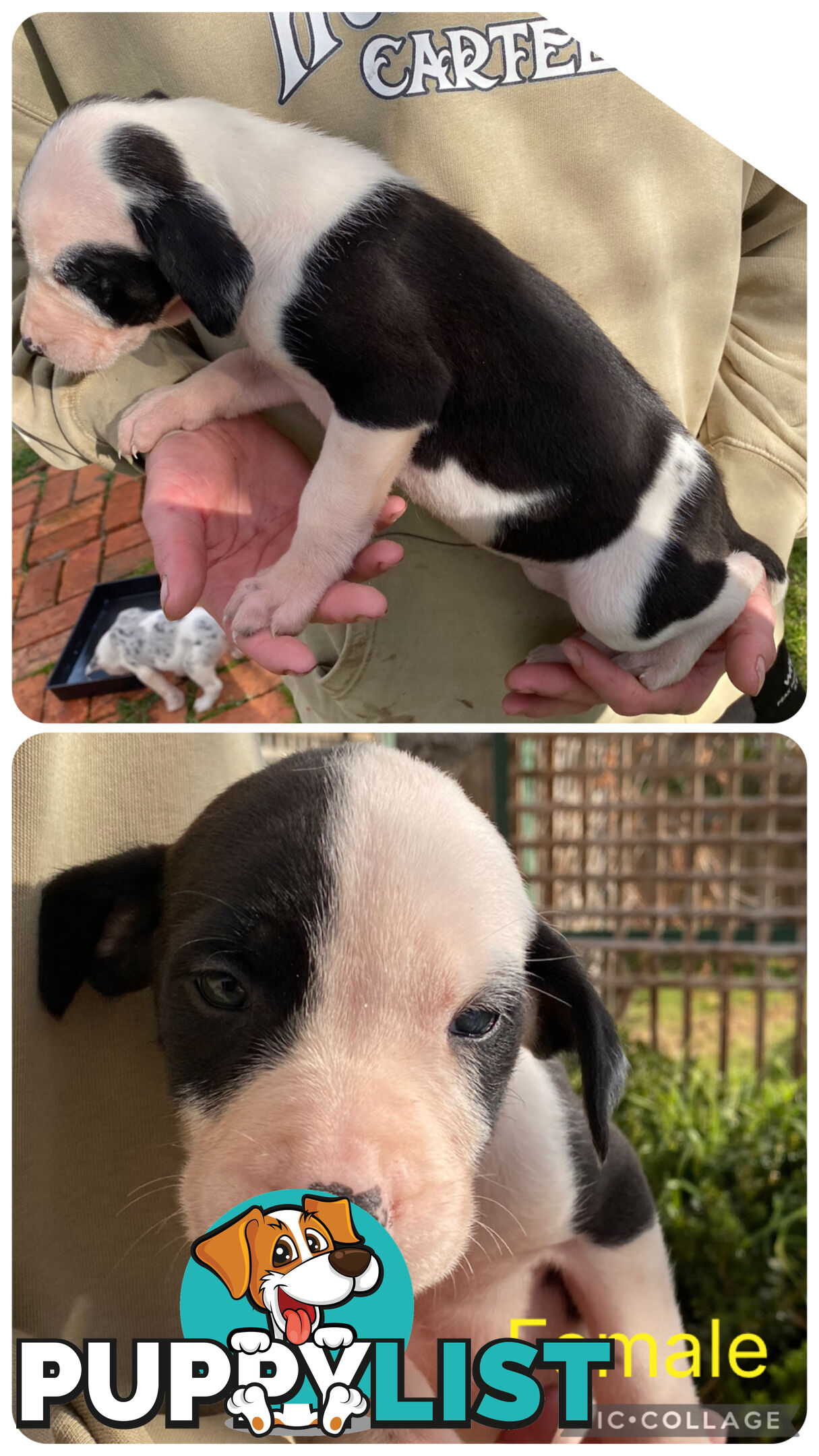 Catahoula x Bull Arab x Bully Stag puppies