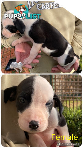Catahoula x Bull Arab x Bully Stag puppies