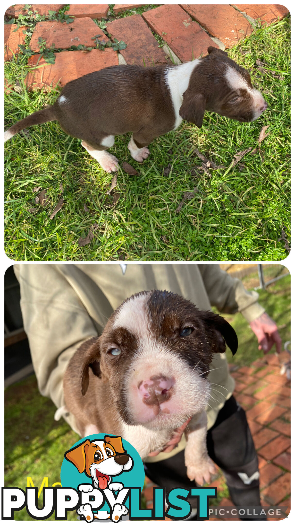 Catahoula x Bull Arab x Bully Stag puppies