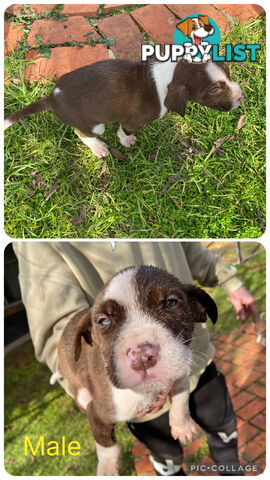 Catahoula x Bull Arab x Bully Stag puppies