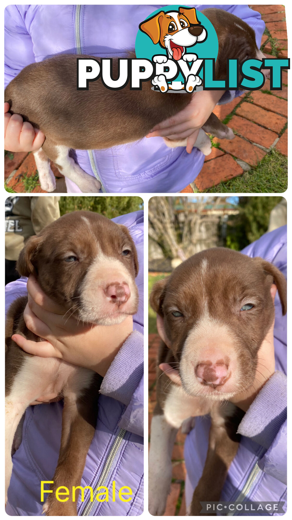 Catahoula x Bull Arab x Bully Stag puppies