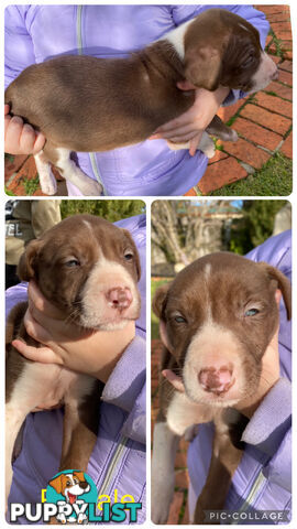 Catahoula x Bull Arab x Bully Stag puppies