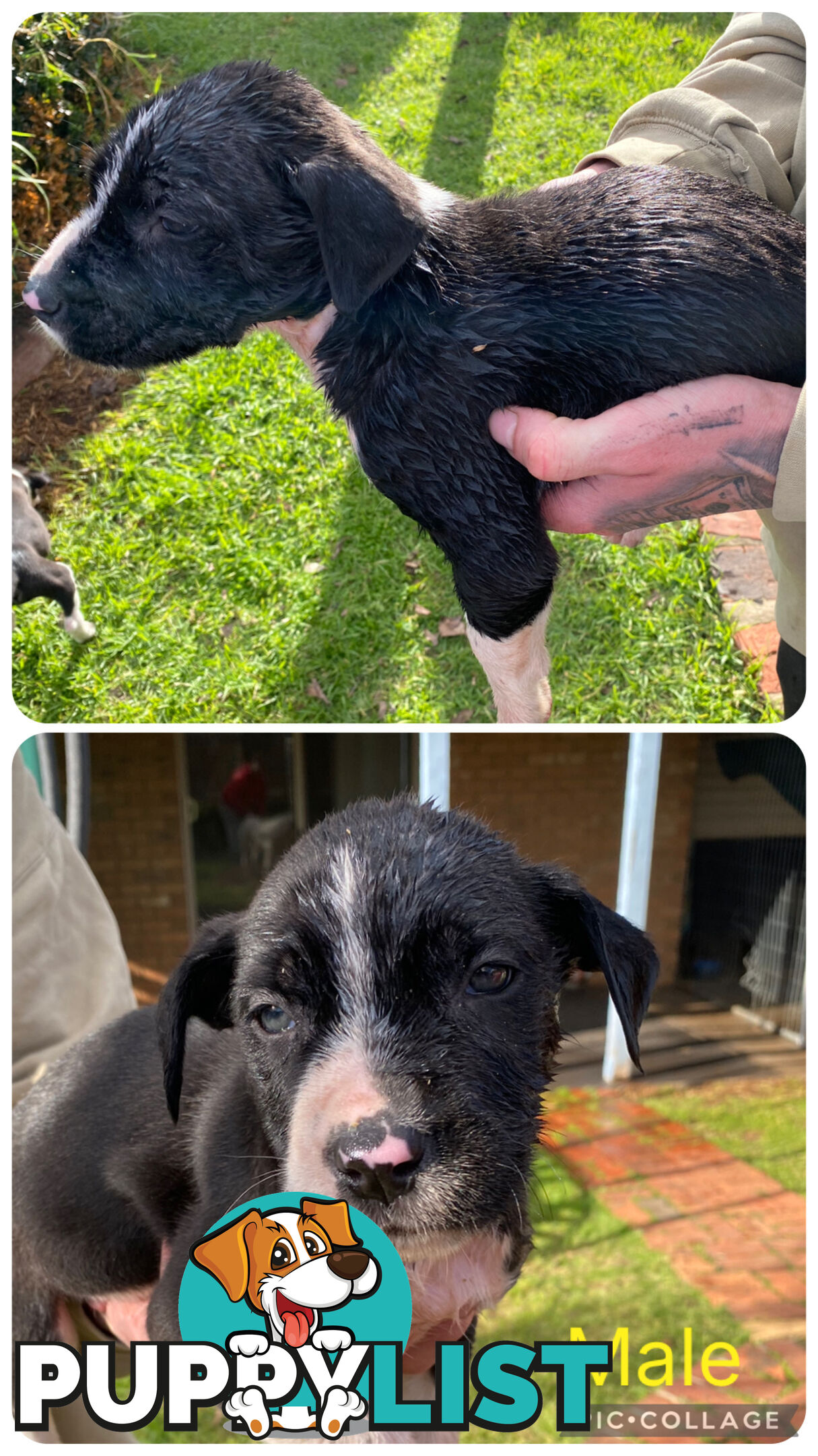 Catahoula x Bull Arab x Bully Stag puppies