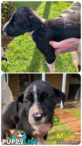 Catahoula x Bull Arab x Bully Stag puppies