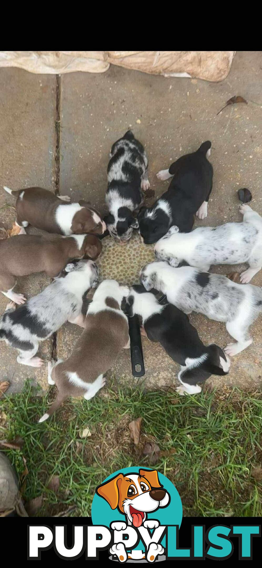 Catahoula x Bull Arab x Bully Stag puppies