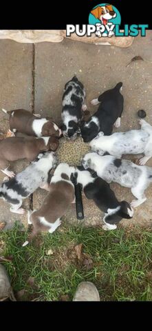 Catahoula x Bull Arab x Bully Stag puppies