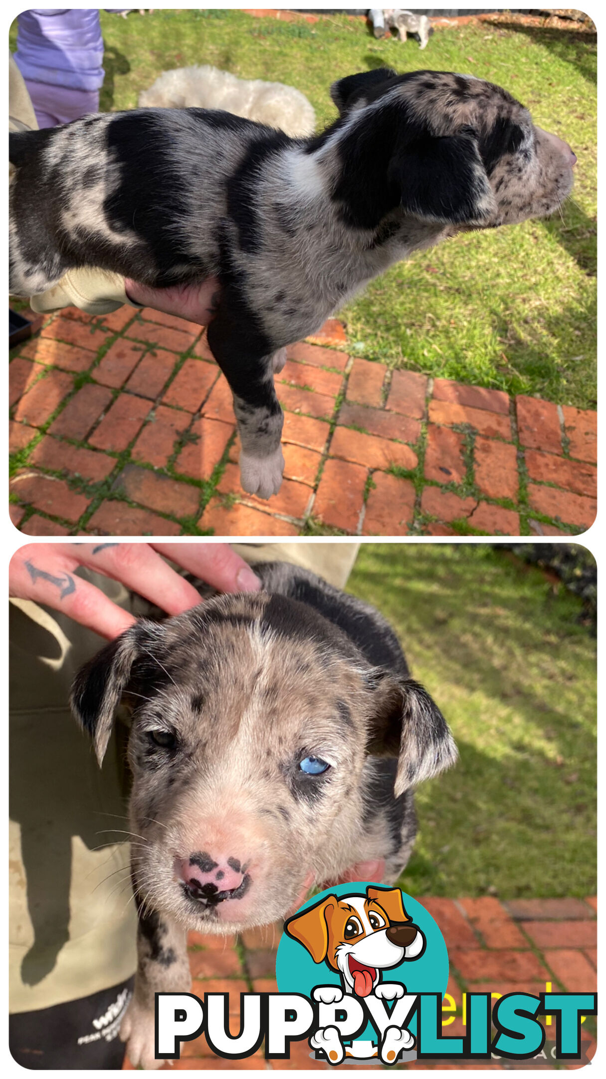 Catahoula x Bull Arab x Bully Stag puppies