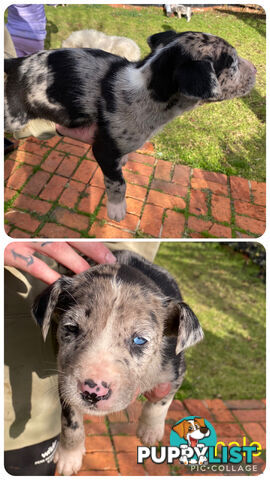 Catahoula x Bull Arab x Bully Stag puppies