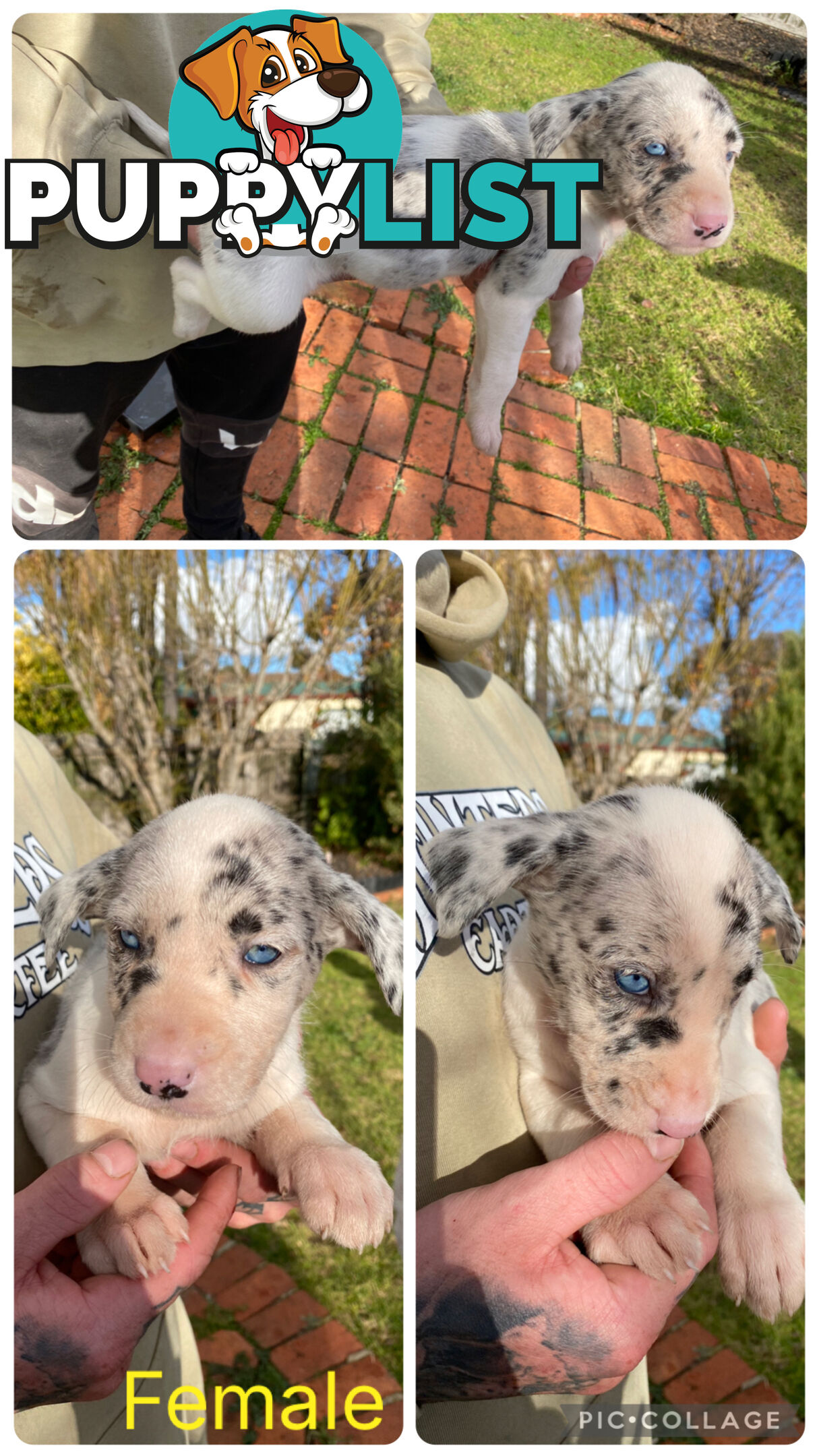 Catahoula x Bull Arab x Bully Stag puppies