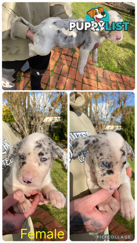 Catahoula x Bull Arab x Bully Stag puppies