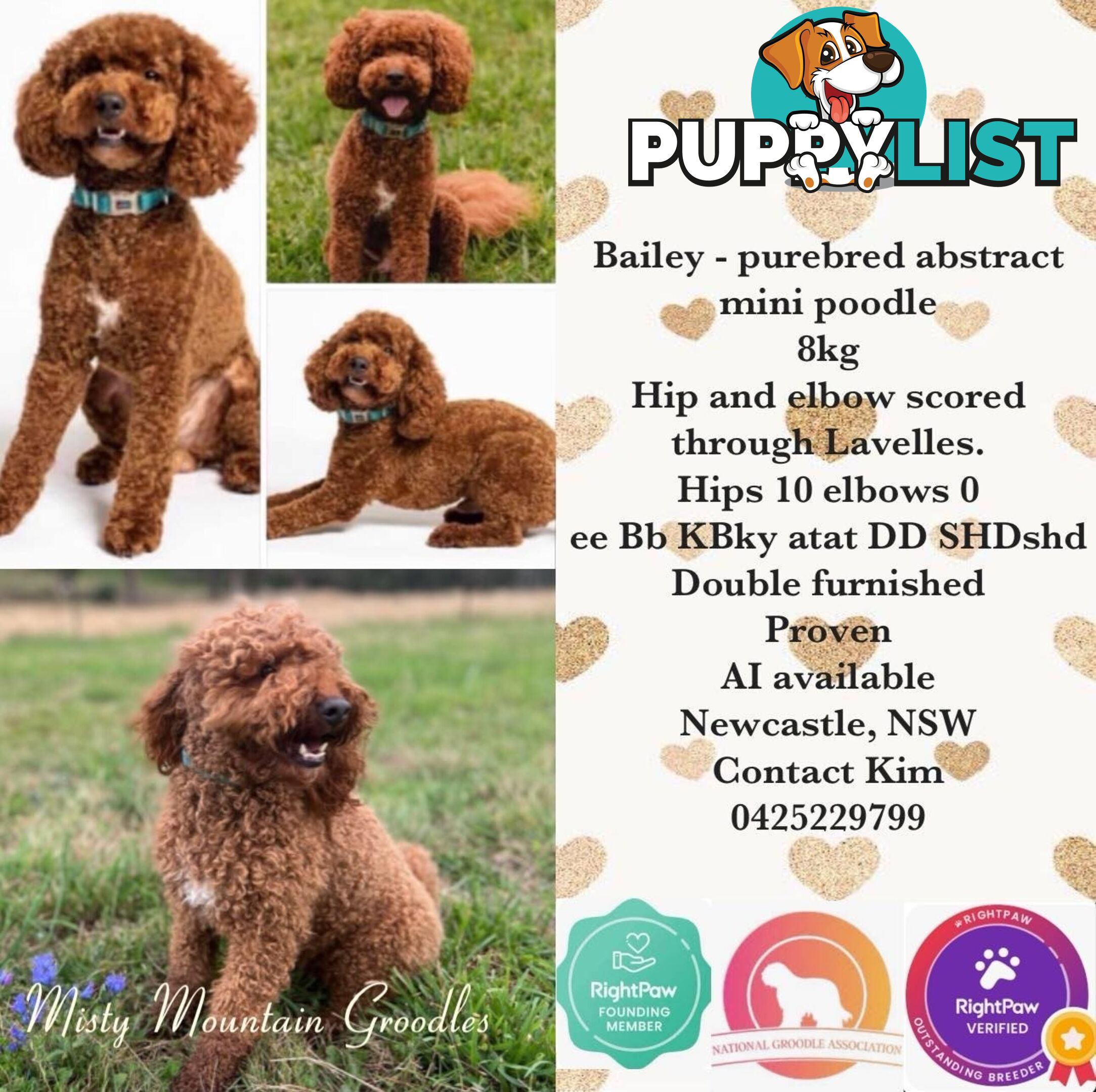 STUD Mini Poodle Hip/Elbow scored, DNA clear, Dbl Furnished