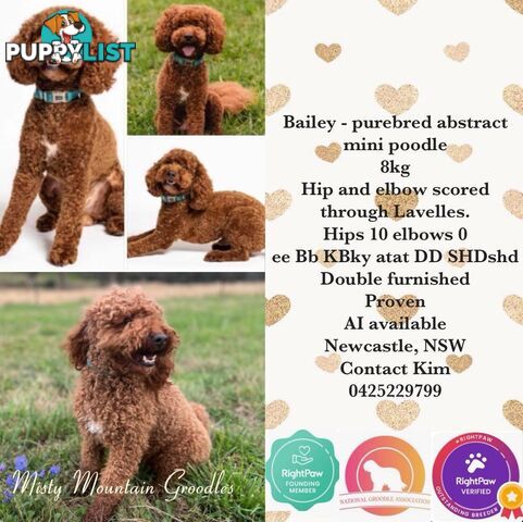 STUD Mini Poodle Hip/Elbow scored, DNA clear, Dbl Furnished