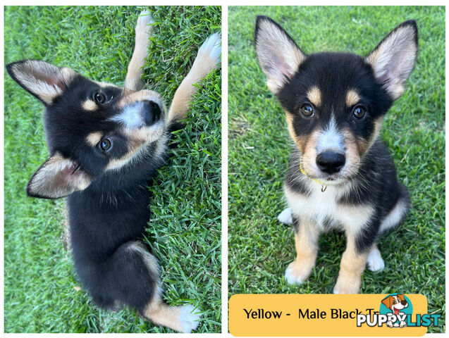 RPBA Aussie Husky Puppies - DNA Clear