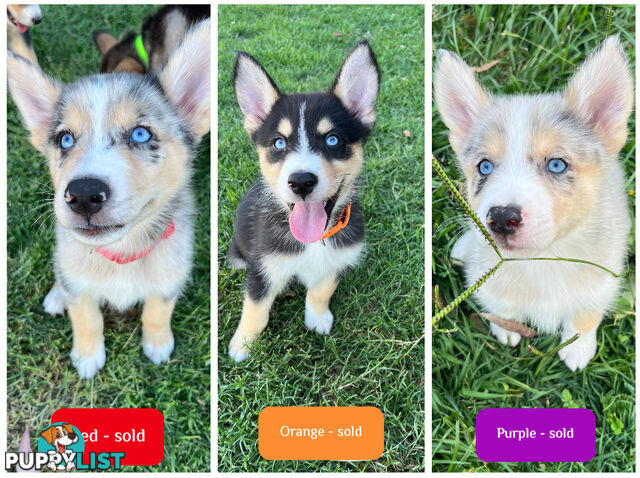 RPBA Aussie Husky Puppies - DNA Clear