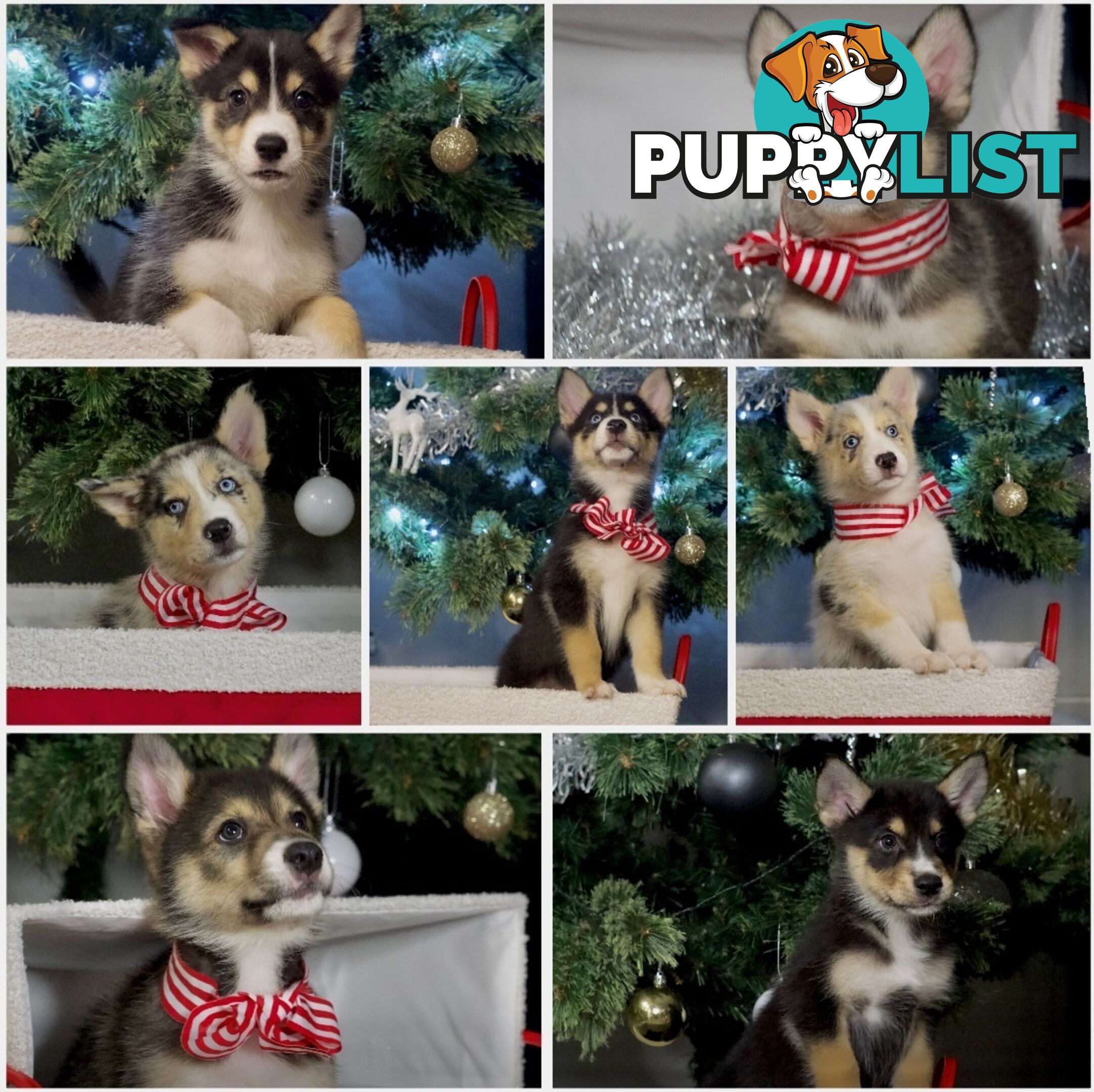 RPBA Aussie Husky Puppies - DNA Clear