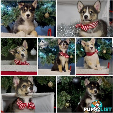 RPBA Aussie Husky Puppies - DNA Clear