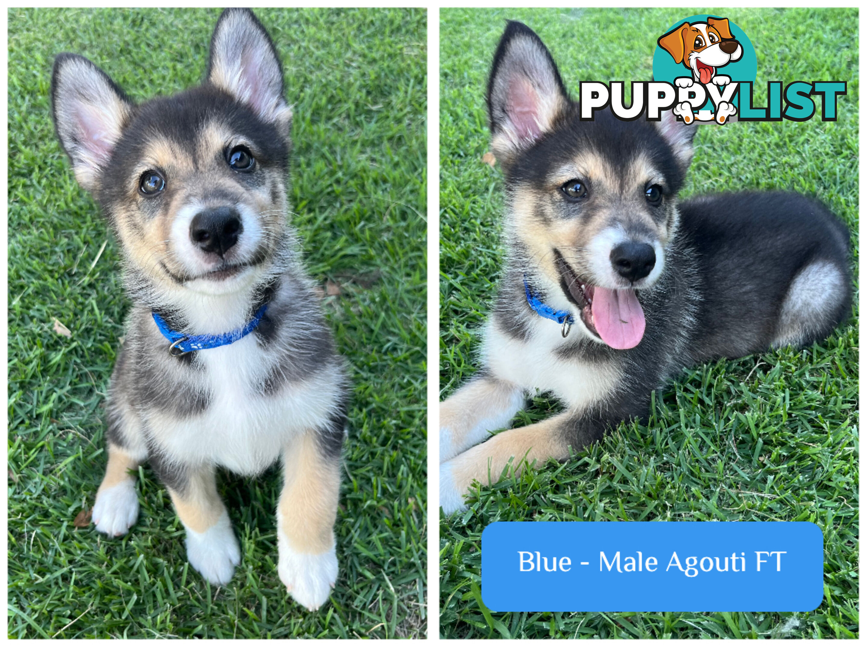 RPBA Aussie Husky Puppies - DNA Clear